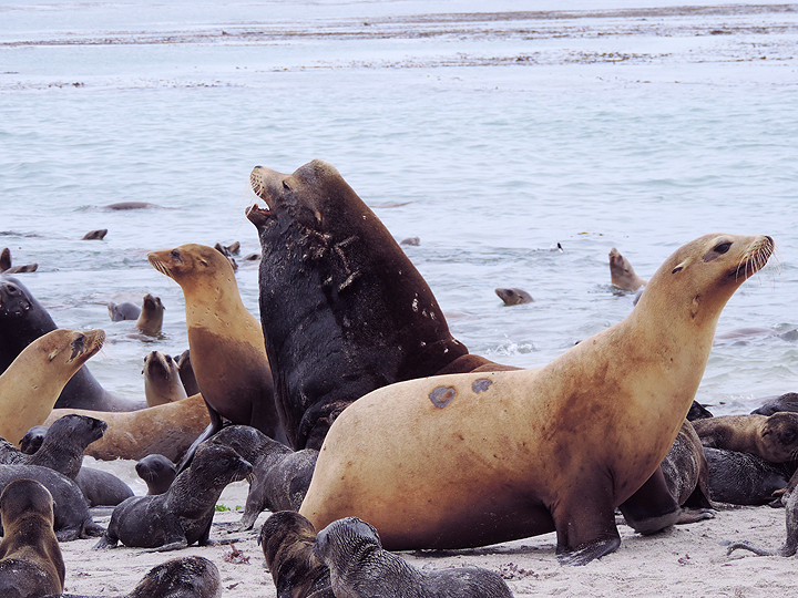 sea lions on shore